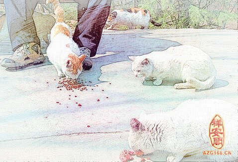 梦见给猫喂食