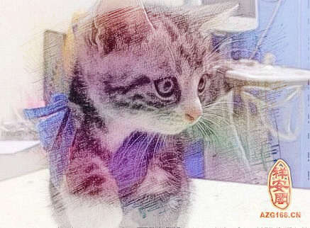 梦见受伤的猫