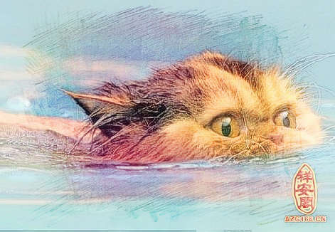 梦见猫在水里