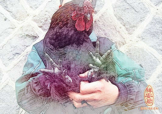 梦见鸡爪子