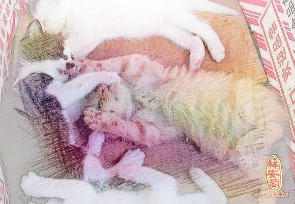 梦见猫流血