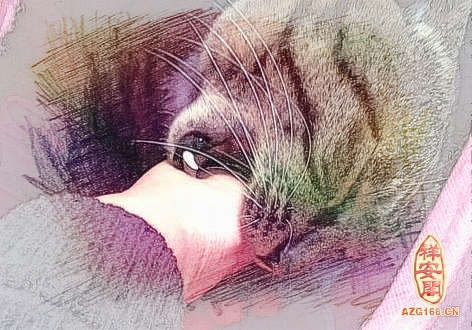 梦见猫抓人