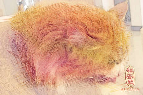 梦见猫抓脚