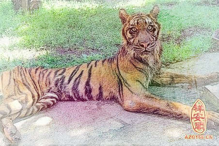 梦见猫变老虎