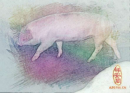 梦见猪流血