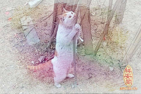 梦见猫咬屁股