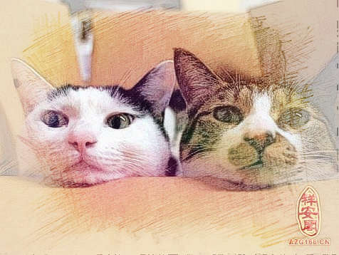 梦见两只猫