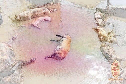 梦见很多死猪