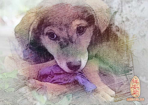梦见狗受伤了