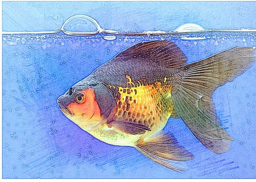 梦见捞死鱼