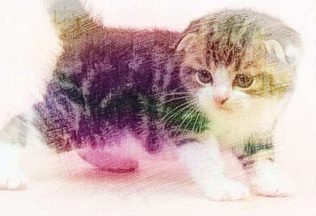 梦见抓猫