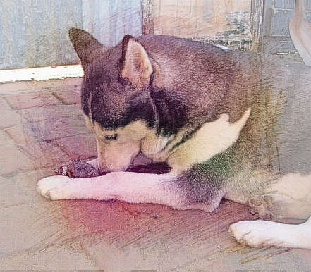 梦见狗吃耗子