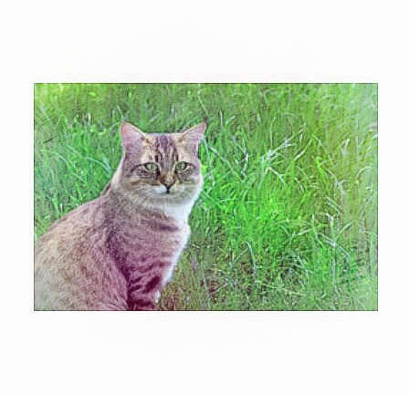  梦见猫抓我手