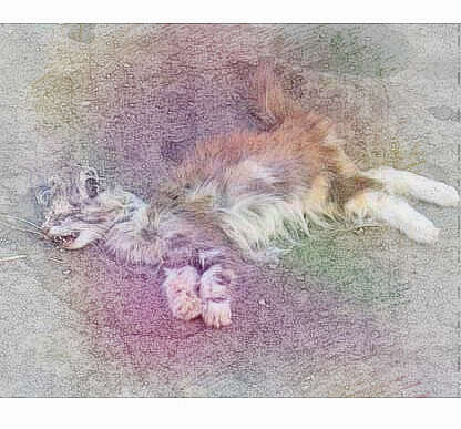  梦见好多死猫