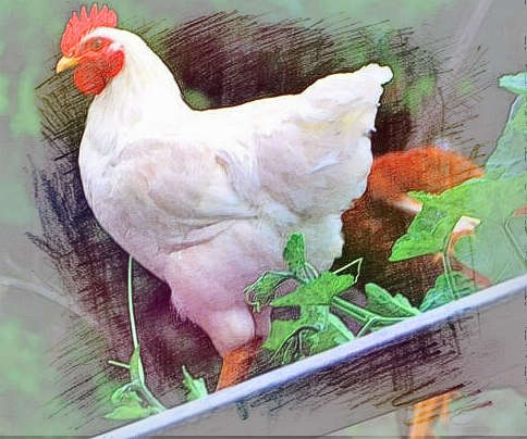  梦见小娃鸡子