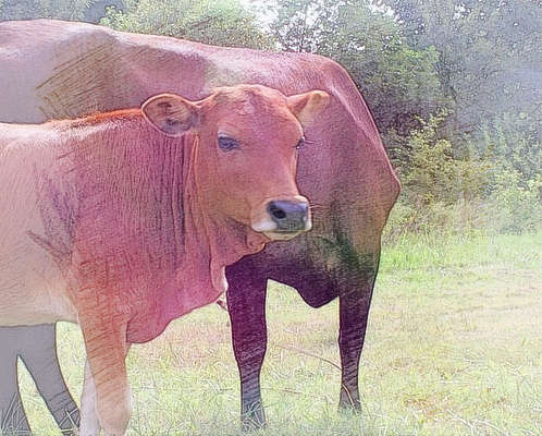 梦见有个牛圈