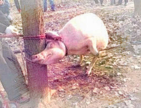 梦见家猪咬人
