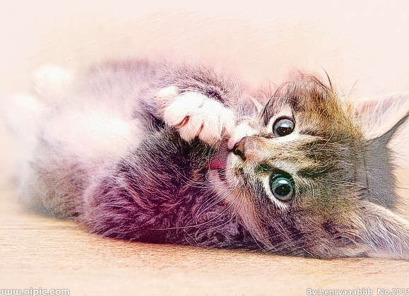  梦见被猫追我