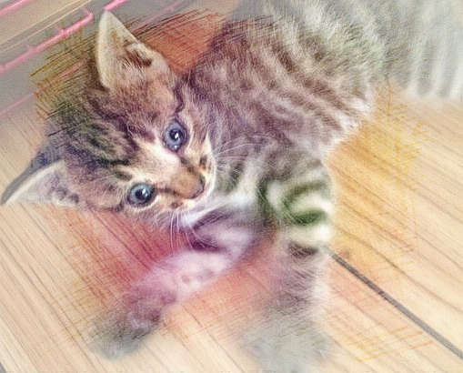 梦见养小猫咪