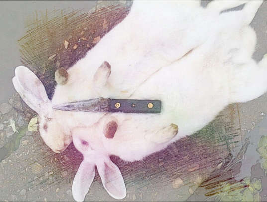 梦见把兔摔死