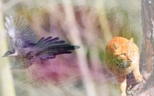 梦见猫抓鸟