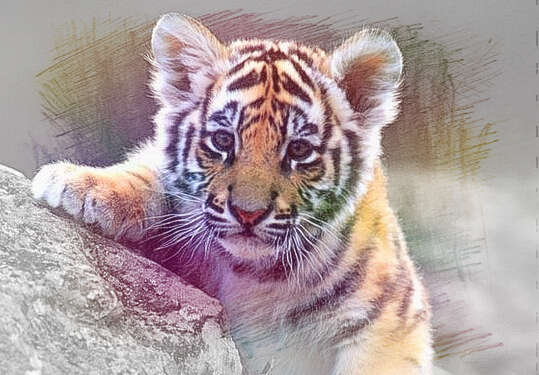 梦见猫和老虎