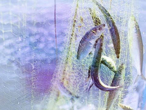 鱼脱鳞