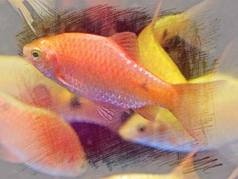 黄色的鱼