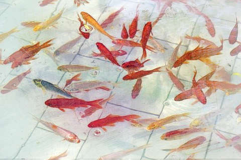 小鱼游泳