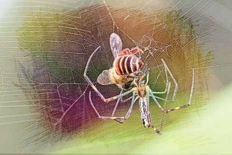 蜘蛛喷丝