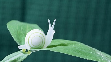 梦见蜗牛