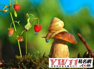 梦见蜗牛