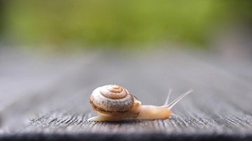 梦见蜗牛