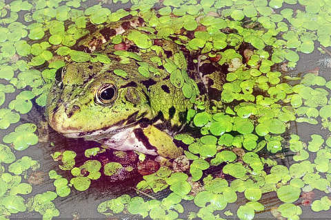 青蛙吐气