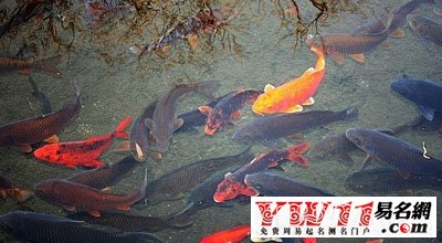 孕妇梦见好多鱼