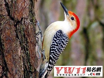 梦见啄木鸟