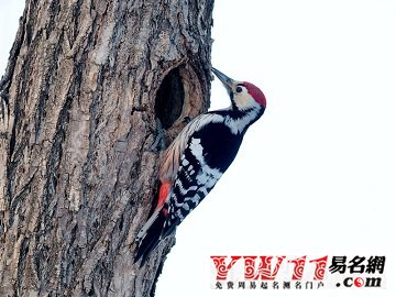 梦见啄木鸟