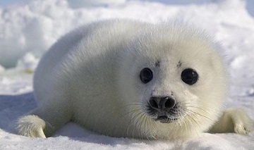 梦见海豹