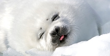 梦见海豹