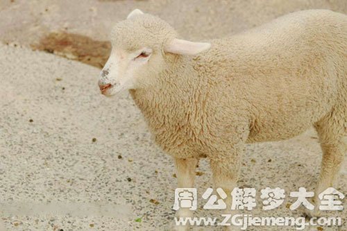 梦见羊
