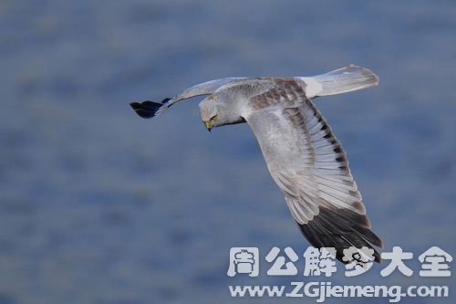 梦见鹞