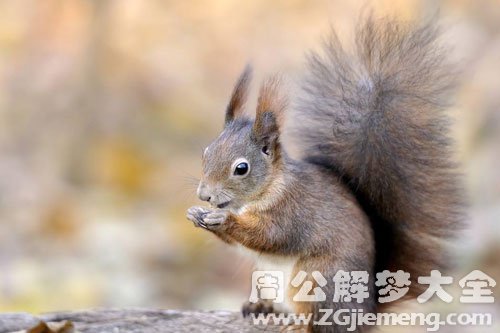 梦见松鼠