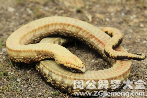 梦见死蛇