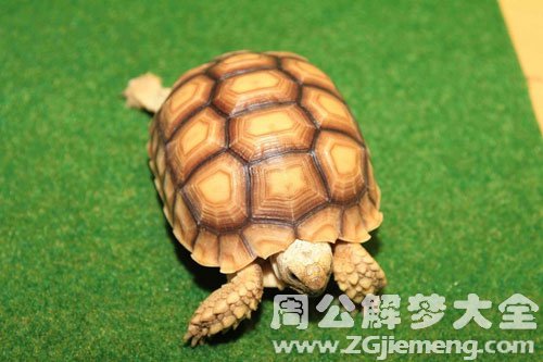 梦见乌龟