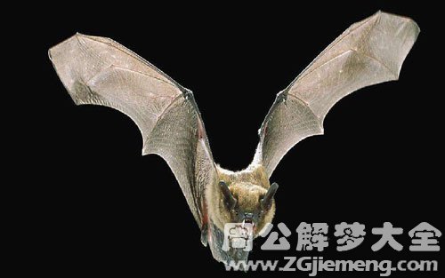 梦见吸血蝙蝠