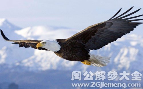 梦见老鹰