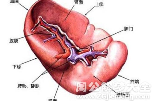 脾脏