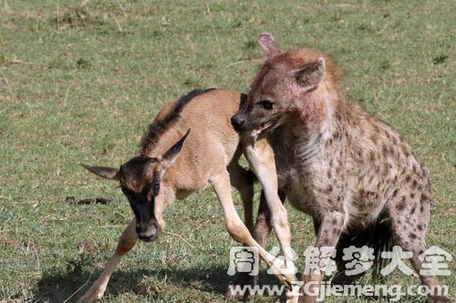 梦见豺狼