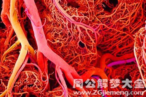 静脉血管