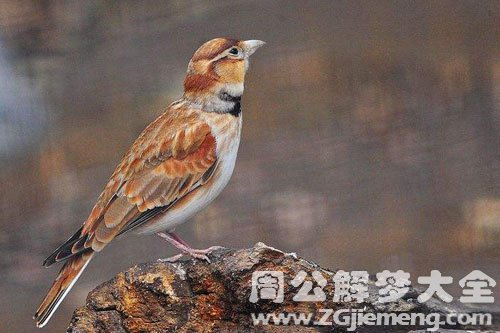 梦见百灵鸟